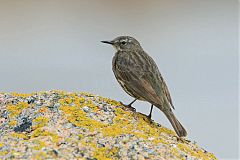 Rock Pipit